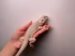 Бородатая агама, ящерица ручная спокойная, морфные агама, бородата агама - фото 2