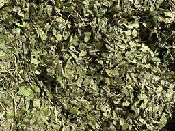 Боровая матка трава