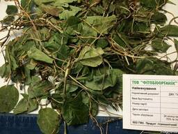 Боровая матка трава, ортилия. Лечение женских болезней