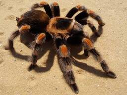 Брахипельма смитти (Brachypelma smithi) паук-птицеед