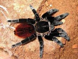 Брахипельма ваганс половозрелая адультная самка (Brachypelma vagans) паук-птицеед