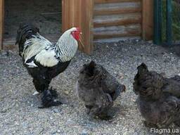 Брама Темная инкубационное яйцо и цыплята