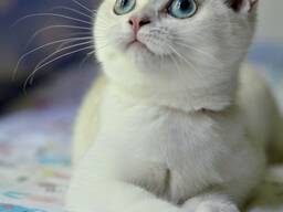 British shorthair point