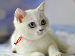 British shorthair point - фото 1