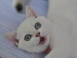 British shorthair point - фото 3