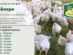 Бройлер кобб 500 від Біла Льошка
