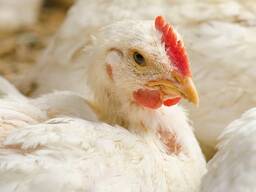 Бройлер живою вагою