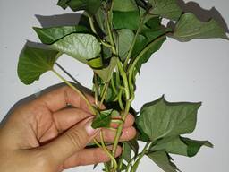 Бронювання розсади батату (живців) Ліра, Перпл, Гоча, Баю-Бел та ін.