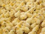 Курчата/ Цыплята суточні та підрощені Іспанка, Гріз Бар, Бройлер та ін - фото 1
