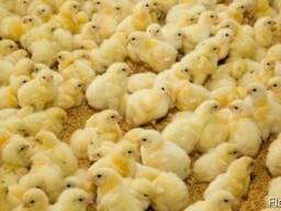 Бройлер опт Добові курчата бройлера - 18грн за шт! кобб 500