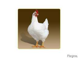 Бройлер суточный с вакцинацией кобб 500