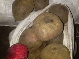 Буряк оптом