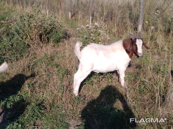 Бурские козы привлекли внимание на АГРОС 2020 – что это за порода