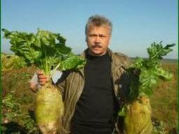 Буряк кормовой Центаур, Урсус, гибрид Рекорд Сонет
