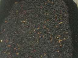 Бузина сушеная ягоды