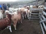 Бычки живым весом от 30 грн Оптом - фото 2