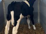 Бички Голштин до 30 днів віком - фото 3
