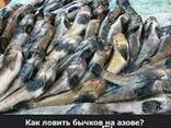 Бычок раколовка