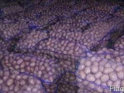 Бюджетна картопля оптом