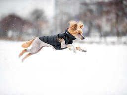 Cамая лёгкая в мире курточка для собак от AiryVest!