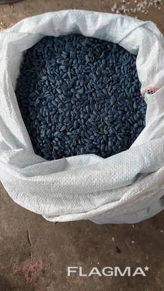 Cемена подсолнечника "Чумак"