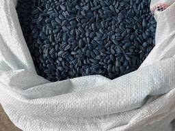 Cемена подсолнечника Чумак