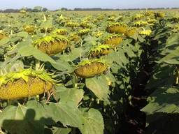 Cемена подсолнечника ЛГ 5631 КЛ, под Евро-лайтинг