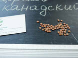 Церцис канадский семена 10 шт (багрянник, Cercis. .. - фото 4
