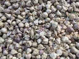 Часник різної якості для переробки