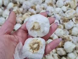 Часник товарний (імпорт Іспанія)