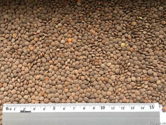 Чечевица (Красная)