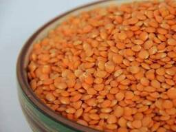 Чечевица красная оптом в Киеве