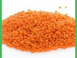 Сочевиця червона, Україна