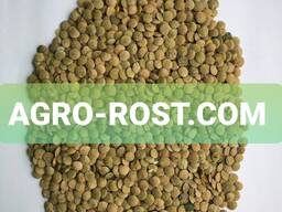 Чечевица зеленая очищенная