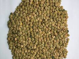 Чечевица зеленая очищенная оптом от производителя