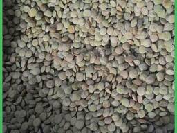 Сочевиця зелена, Україна