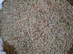 Чечевица зелёная Украина