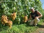 Черенки чубуки винограда Эверест Ромбик Оскар Ливия Володар - фото 2