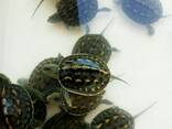 Черепахи водно сухопутные всеядные - фото 2