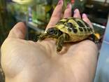 Черепаха сухопутная балканська , ручні черепашки та терраріум - фото 1