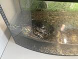 Черепаха з акваріумом - фото 2