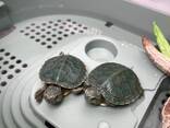 Черепашка червоновуха, черепаха домашня прісноводна, красноухая черепаха, маленька водяня - фото 1