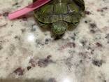 Черепашка червоновуха, черепаха домашня прісноводна, красноухая черепаха, маленька водяня - фото 2