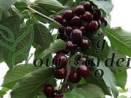 Черешня  Валерий Чкалов