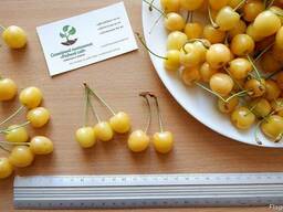 Черешня жёлтая семена (10 штук) насіння, косточка, семечка.