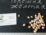 Черешня жёлтая семена (10 штук) насіння, косточка, семечка. - фото 2
