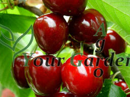 Черешня  Крупноплодная