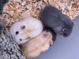 Черный, голубой и белый джунгарики ручные 4х нед компания хомячков