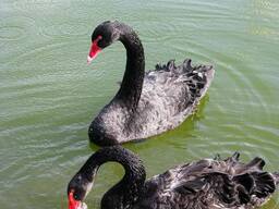 Черные лебеди взрослые пара