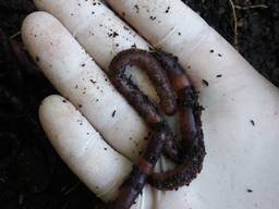 Червь для рыбалки(дендробене)